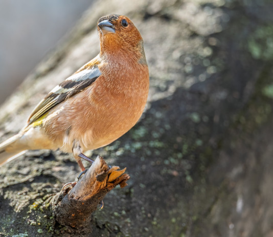 Ricorso contro la caccia in deroga in Lombardia Ricorso contro la caccia in deroga in Lombardia - fringuello