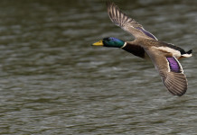 Rinviata la decisione sulla chiusura della caccia al germano reale in Veneto Rinviata la decisione sulla chiusura della caccia al germano reale in Veneto