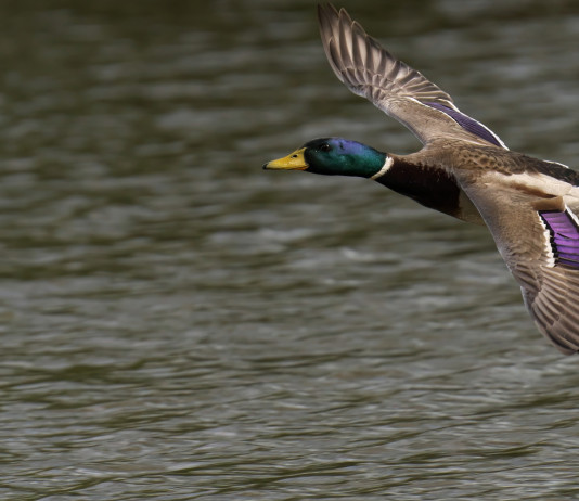 Rinviata la decisione sulla chiusura della caccia al germano reale in Veneto Rinviata la decisione sulla chiusura della caccia al germano reale in Veneto