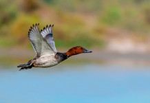 Sospesa la caccia al moriglione in Veneto Sospesa la caccia al moriglione in Veneto