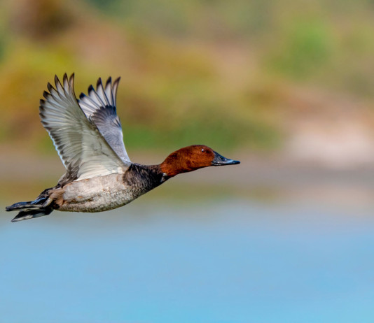Sospesa la caccia al moriglione in Veneto Sospesa la caccia al moriglione in Veneto