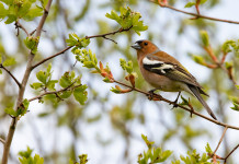 Tar Liguria sospende caccia in deroga a storno e fringuello Tar Liguria sospende caccia in deroga a storno e fringuello