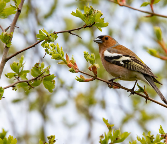 Tar Liguria sospende caccia in deroga a storno e fringuello Tar Liguria sospende caccia in deroga a storno e fringuello