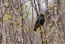 Ucim (Fidc) chiede uniformità per la caccia in deroga sul territorio nazionale Ucim (Fidc) chiede uniformità per la caccia in deroga sul territorio nazionale - storno