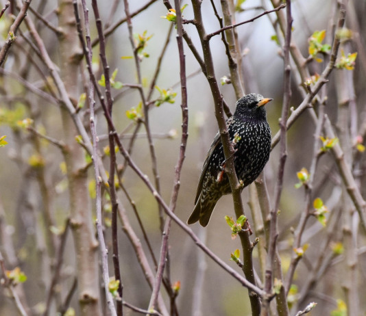 Ucim (Fidc) chiede uniformità per la caccia in deroga sul territorio nazionale Ucim (Fidc) chiede uniformità per la caccia in deroga sul territorio nazionale - storno