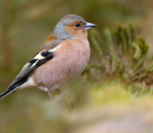 Wwf: azioni legali per bloccare la caccia in deroga al fringuello Wwf: azioni legali per bloccare la caccia in deroga al fringuello