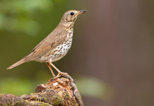 Anticipata la chiusura della caccia al tordo in Abruzzo Anticipata la chiusura della caccia al tordo in Abruzzo - tordo bottaccio