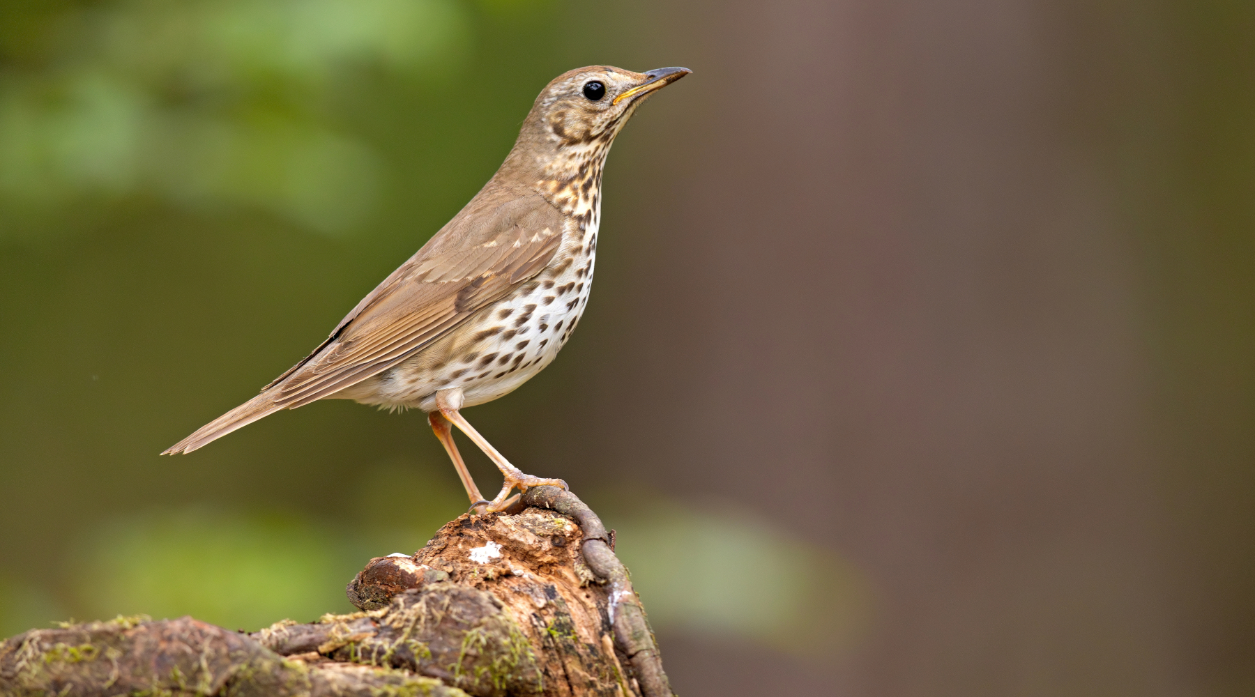 Anticipata la chiusura della caccia al tordo in Abruzzo Anticipata la chiusura della caccia al tordo in Abruzzo - tordo bottaccio