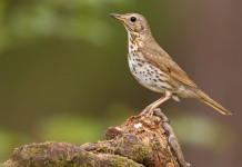 Anticipata la data dell’udienza sulla chiusura della caccia al tordo in Abruzzo Anticipata la data dell’udienza sulla chiusura della caccia al tordo in Abruzzo