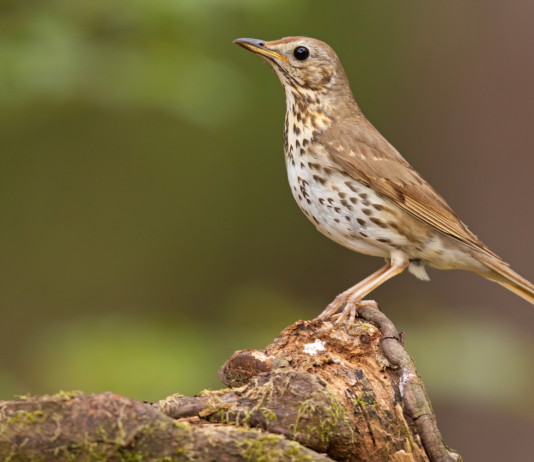 Anticipata la data dell’udienza sulla chiusura della caccia al tordo in Abruzzo Anticipata la data dell’udienza sulla chiusura della caccia al tordo in Abruzzo
