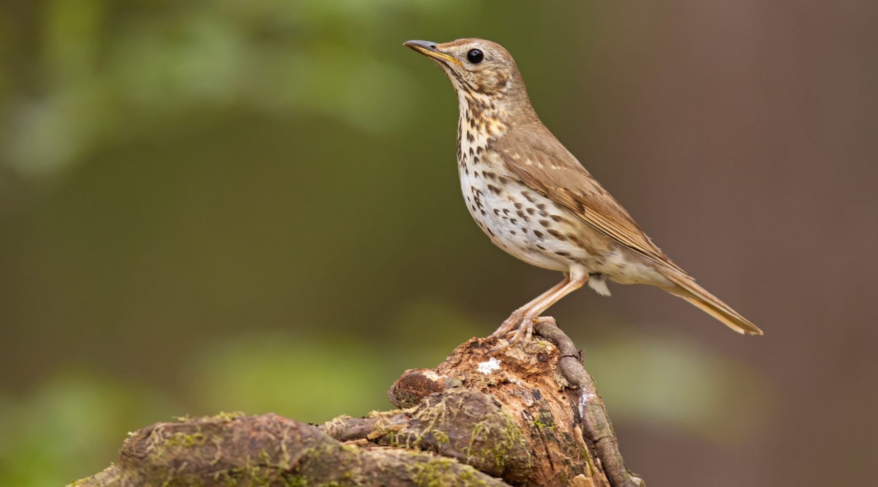 Anticipata la data dell’udienza sulla chiusura della caccia al tordo in Abruzzo Anticipata la data dell’udienza sulla chiusura della caccia al tordo in Abruzzo