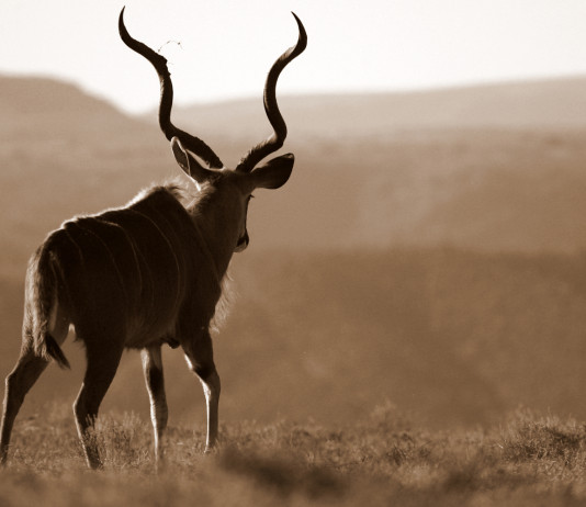 Approccio scientifico nella risoluzione sui trofei di caccia adottata dall’europarlamento Approccio scientifico nella risoluzione sui trofei di caccia adottata dall’europarlamento - kudu in Africa