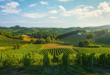 Approvati accordi di mobilità dei cacciatori tra Toscana, Umbria e Lazio Approvati accordi di mobilità dei cacciatori tra Toscana, Umbria e Lazio - vigneto a San Gimignano