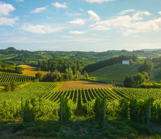 Approvati accordi di mobilità dei cacciatori tra Toscana, Umbria e Lazio Approvati accordi di mobilità dei cacciatori tra Toscana, Umbria e Lazio - vigneto a San Gimignano
