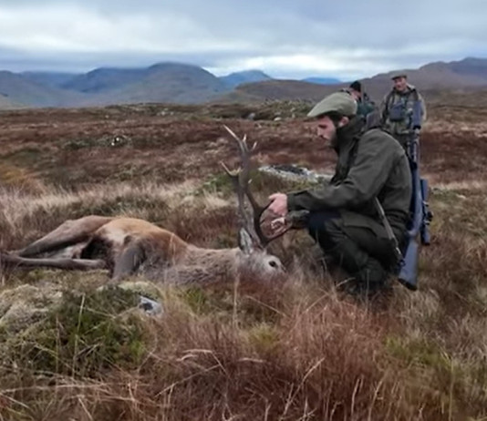 Caccia al cervo nelle Highlands scozzesi: il video Caccia al cervo nelle Highlands scozzesi video