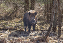 Commissario alla peste suina africana firma ordinanza 5/25 (per una sola regione)