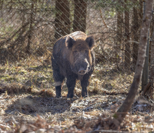 Commissario alla peste suina africana firma ordinanza 5/25 (per una sola regione)