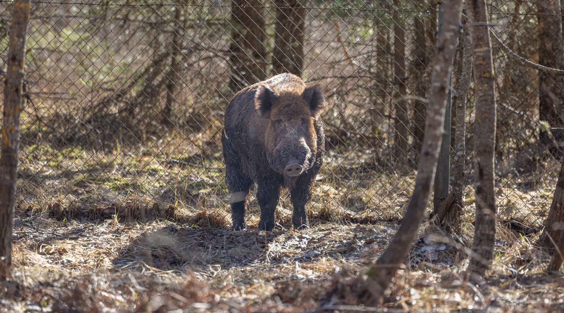 Commissario alla peste suina africana firma ordinanza 5 25 (per una sola regione)