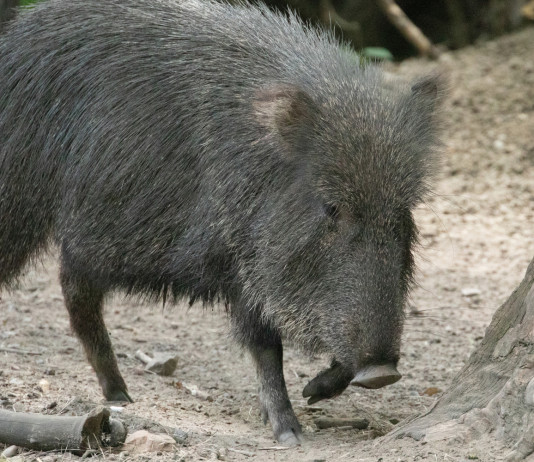 Commissario alla peste suina africana firma ordinanza 7/25 Commissario alla peste suina africana firma ordinanza 7 25