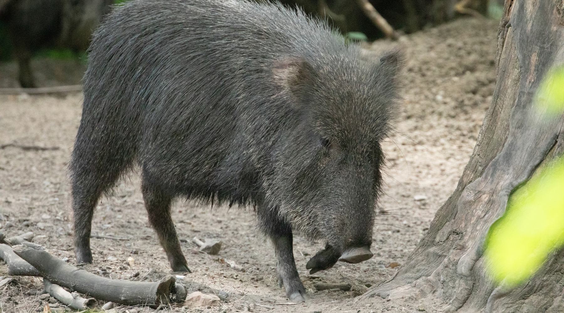 Commissario alla peste suina africana firma ordinanza 7 25 Commissario alla peste suina africana firma ordinanza 7 25