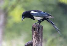 Federcaccia e Libera Caccia: chi con noi contro il ricorso sul calendario venatorio della Sardegna? Federcaccia e Libera Caccia chi con noi contro il ricorso sul calendario venatorio della Sardegna - gazza (Pica pica)