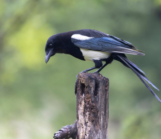 Federcaccia e Libera Caccia: chi con noi contro il ricorso sul calendario venatorio della Sardegna? Federcaccia e Libera Caccia chi con noi contro il ricorso sul calendario venatorio della Sardegna - gazza (Pica pica)