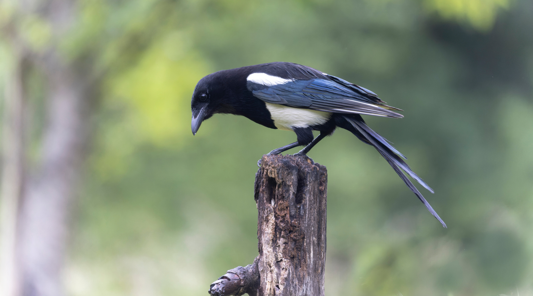 Federcaccia e Libera Caccia chi con noi contro il ricorso sul calendario venatorio della Sardegna Federcaccia e Libera Caccia chi con noi contro il ricorso sul calendario venatorio della Sardegna - gazza (Pica pica)