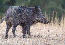 Finite le restrizioni per la peste suina africana in Calabria Finite le restrizioni per la peste suina africana in Calabria - cinghiale