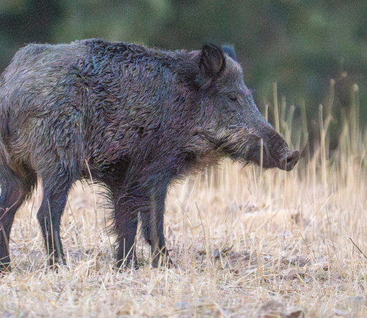 Finite le restrizioni per la peste suina africana in Calabria Finite le restrizioni per la peste suina africana in Calabria - cinghiale