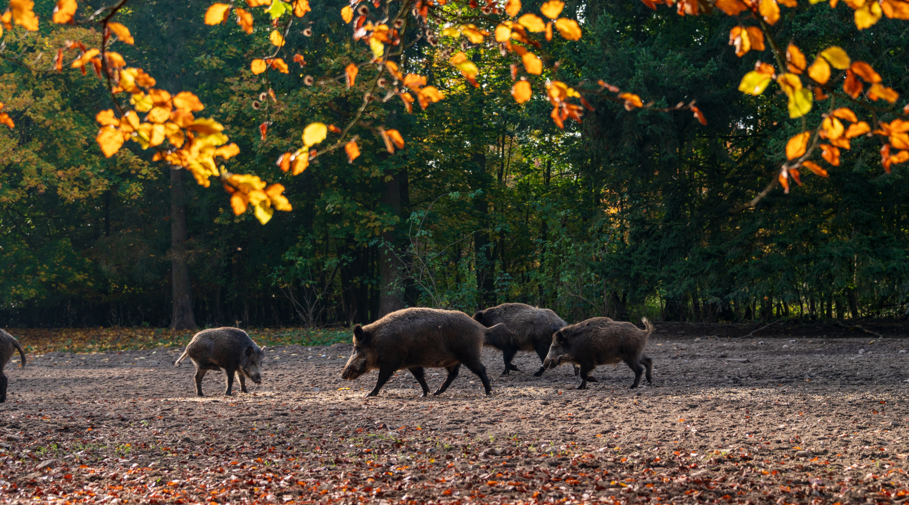 In Toscana si allargano le zone di restrizione contro la peste suina africana In Toscana si allargano le zone di restrizione contro la peste suina africana