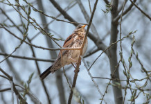 In commissione Politiche europee alcune osservazioni alla riforma della legge sulla caccia In commissione Politiche europee alcune osservazioni alla riforma della legge sulla caccia - cesena (Turdus pilaris)