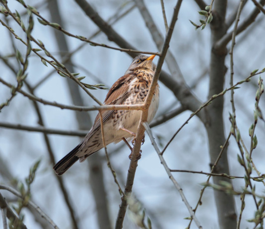 In commissione Politiche europee alcune osservazioni alla riforma della legge sulla caccia In commissione Politiche europee alcune osservazioni alla riforma della legge sulla caccia - cesena (Turdus pilaris)