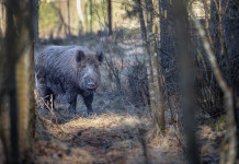 Ispettori Ue, ok la strategia dell’Italia contro la peste suina africana Ispettori Ue, ok la strategia dell'Italia contro la peste suina africana