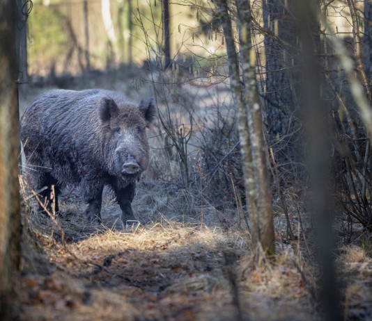 Ispettori Ue, ok la strategia dell’Italia contro la peste suina africana Ispettori Ue, ok la strategia dell'Italia contro la peste suina africana