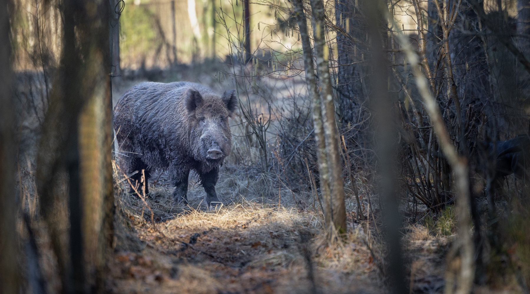 Ispettori Ue, ok la strategia dell'Italia contro la peste suina africana Ispettori Ue, ok la strategia dell'Italia contro la peste suina africana