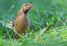 L’Unione europea lavora a piani di gestione di quaglia, moriglione e fischione L’Unione europea lavora a piani di gestione di quaglia, moriglione e fischione