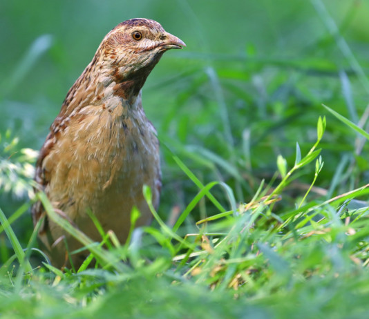 L’Unione europea lavora a piani di gestione di quaglia, moriglione e fischione L’Unione europea lavora a piani di gestione di quaglia, moriglione e fischione