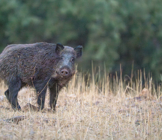 La peste suina africana eradicata dalla Calabria La peste suina africana eradicata dalla Calabria - cinghiale