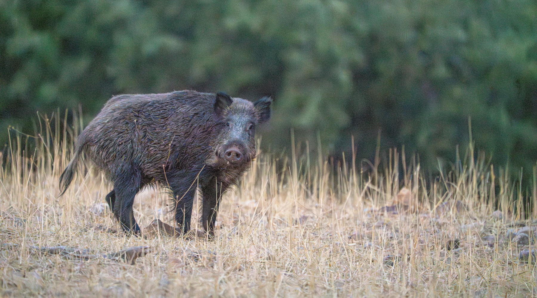 La peste suina africana eradicata dalla Calabria La peste suina africana eradicata dalla Calabria - cinghiale