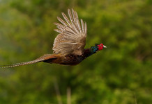 Le aziende faunistico-venatorie candidate come Oecm, strumenti per la tutela della biodiversità Le aziende faunistico-venatorie candidate come Oecm, strumenti per la tutela della biodiversità: fagiano in volo