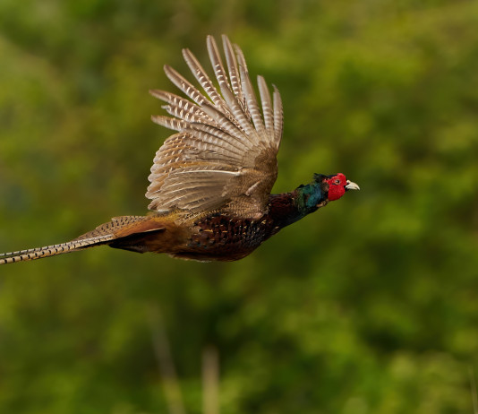 Le aziende faunistico-venatorie candidate come Oecm, strumenti per la tutela della biodiversità Le aziende faunistico-venatorie candidate come Oecm, strumenti per la tutela della biodiversità: fagiano in volo