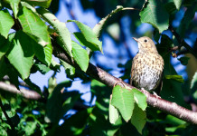 Quali calendari venatori sono cambiati dopo il passaggio in tribunale? Quali calendari venatori sono cambiati dopo il passaggio in tribunale - tordo bottaccio su ramo