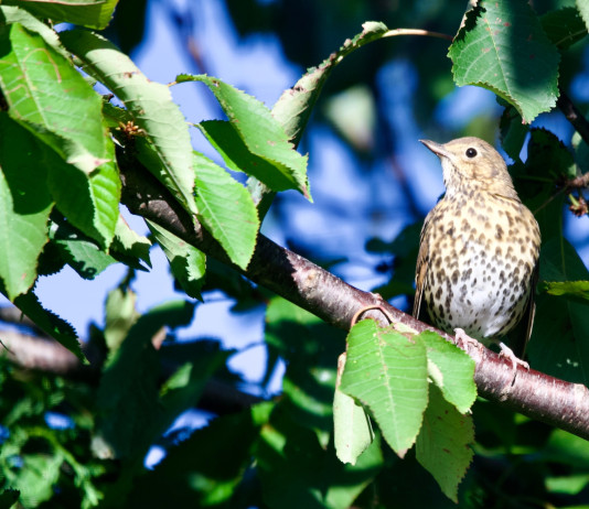 Quali calendari venatori sono cambiati dopo il passaggio in tribunale? Quali calendari venatori sono cambiati dopo il passaggio in tribunale - tordo bottaccio su ramo