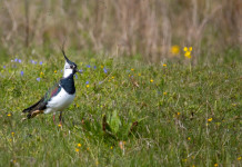 Raggiunto accordo sul piano nazionale di gestione della pavoncella Raggiunto accordo sul piano nazionale di gestione della pavoncella