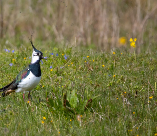 Raggiunto accordo sul piano nazionale di gestione della pavoncella Raggiunto accordo sul piano nazionale di gestione della pavoncella