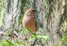 Respinto appello contro caccia in deroga a storno e fringuello in Lombardia Respinto appello contro caccia in deroga a storno e fringuello in Lombardia
