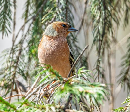 Respinto appello contro caccia in deroga a storno e fringuello in Lombardia Respinto appello contro caccia in deroga a storno e fringuello in Lombardia