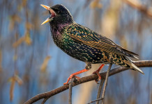 Respinto appello contro la sospensione della caccia in deroga in Liguria Respinto ricorso contro la sospensione della caccia in deroga in Liguria: storno