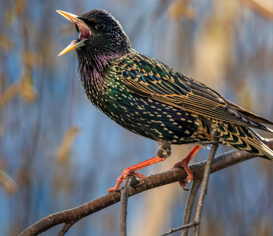 Respinto appello contro la sospensione della caccia in deroga in Liguria Respinto ricorso contro la sospensione della caccia in deroga in Liguria: storno