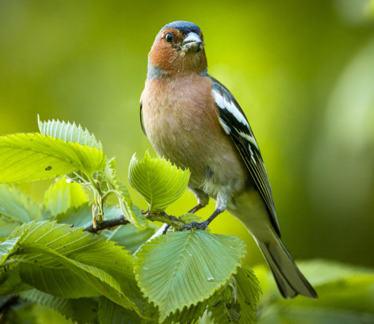 Sospesa la caccia in deroga in Lombardia Sospesa la caccia in deroga in Lombardia - fringuello